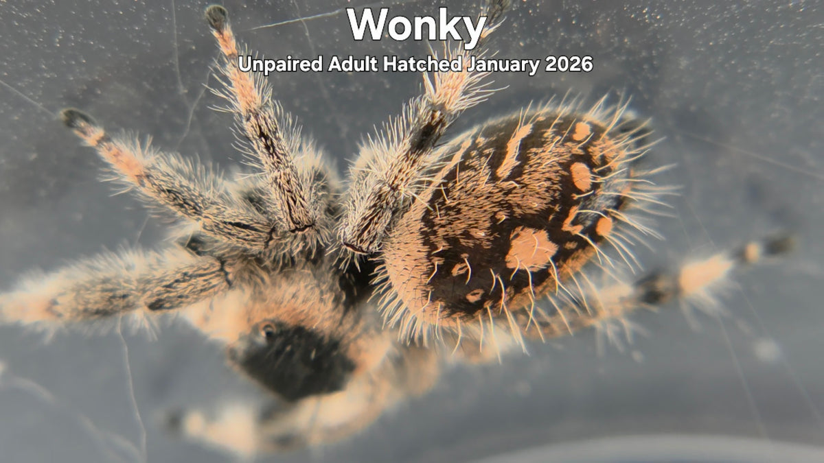"Wonky" Female Regal Jumping Spider (Phidippus regius) Unpaired Adult Hatched January 2026