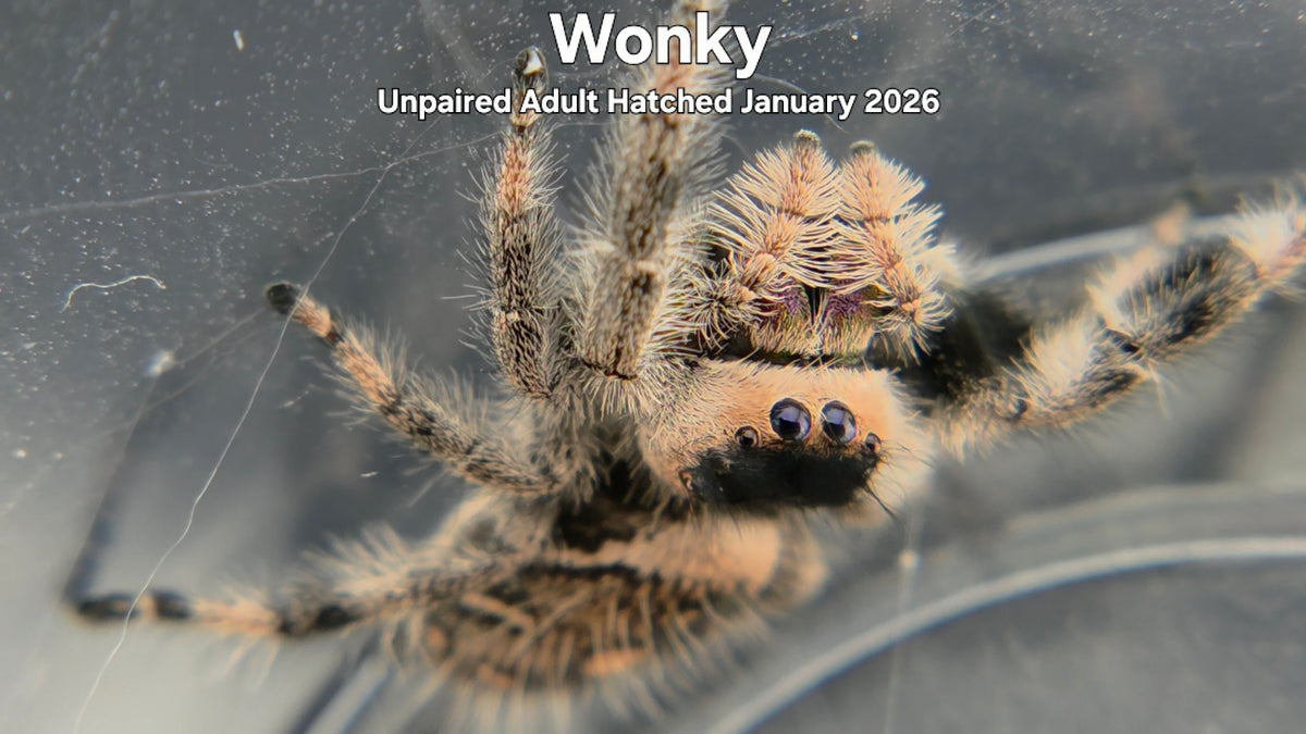"Wonky" Female Regal Jumping Spider (Phidippus regius) Unpaired Adult Hatched January 2026