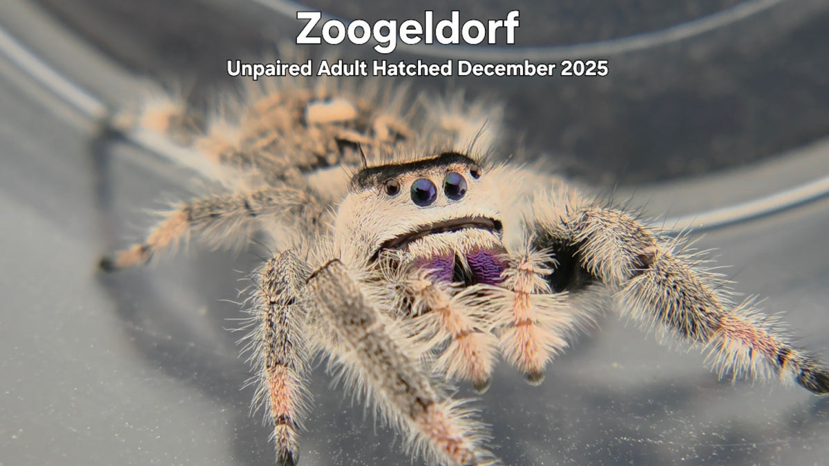 "Zoogeldorf" Female Regal Jumping Spider (Phidippus regius) Unpaired Adult Hatched December 2025