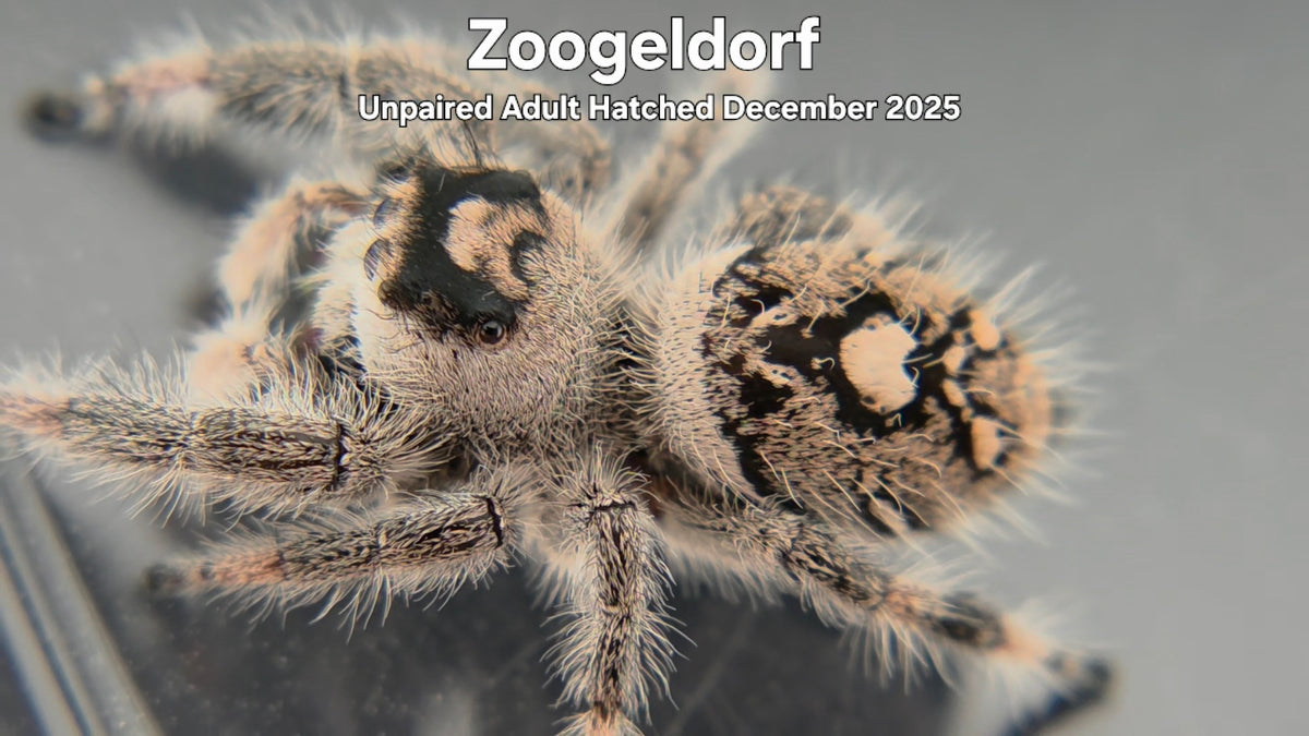 "Zoogeldorf" Female Regal Jumping Spider (Phidippus regius) Unpaired Adult Hatched December 2025