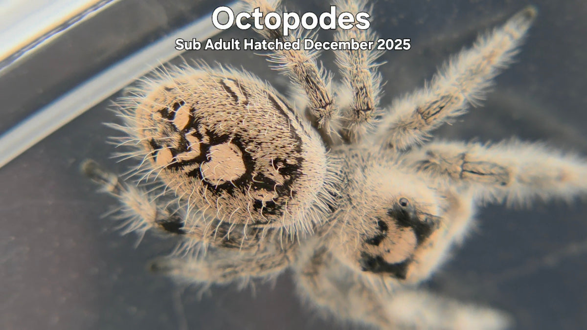 "Octopodes" Female Regal Jumping Spider (Phidippus regius) Sub Adult Hatched December 2025