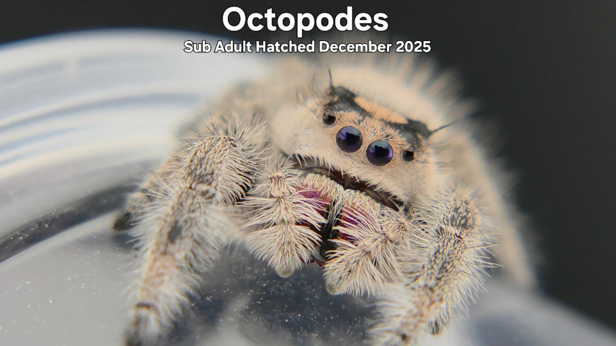 "Octopodes" Female Regal Jumping Spider (Phidippus regius) Sub Adult Hatched December 2025