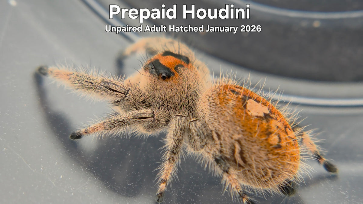 "Prepaid Houdini" Female Regal Jumping Spider (Phidippus regius) Unpaired Adult Hatched January 2026