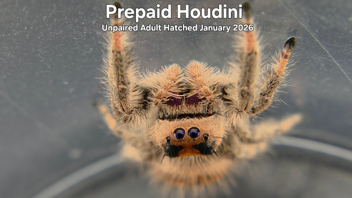 "Prepaid Houdini" Female Regal Jumping Spider (Phidippus regius) Unpaired Adult Hatched January 2026