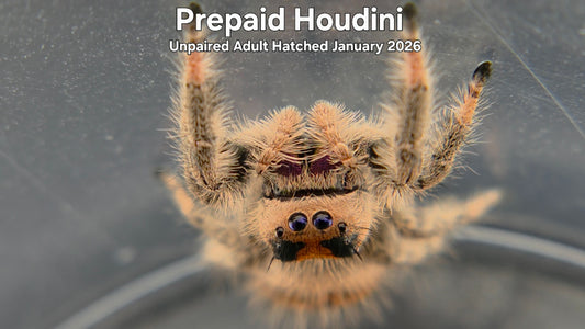 "Prepaid Houdini" Female Regal Jumping Spider (Phidippus regius) Unpaired Adult Hatched January 2026