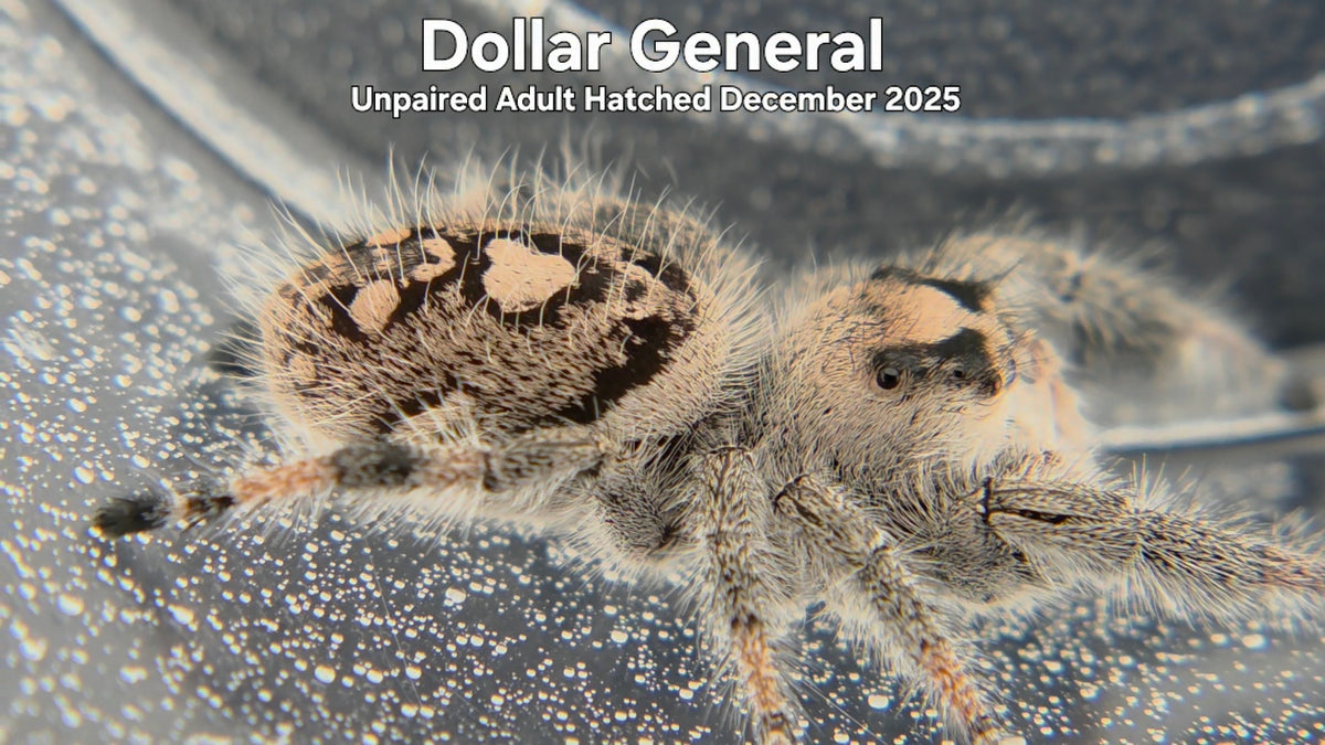 "Dollar General" Female Regal Jumping Spider (Phidippus regius) Unpaired Adult Hatched December 2025