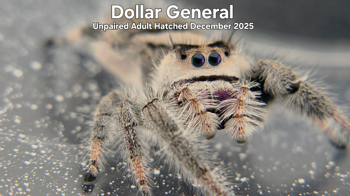 "Dollar General" Female Regal Jumping Spider (Phidippus regius) Unpaired Adult Hatched December 2025