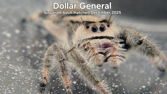 "Dollar General" Female Regal Jumping Spider (Phidippus regius) Unpaired Adult Hatched December 2025