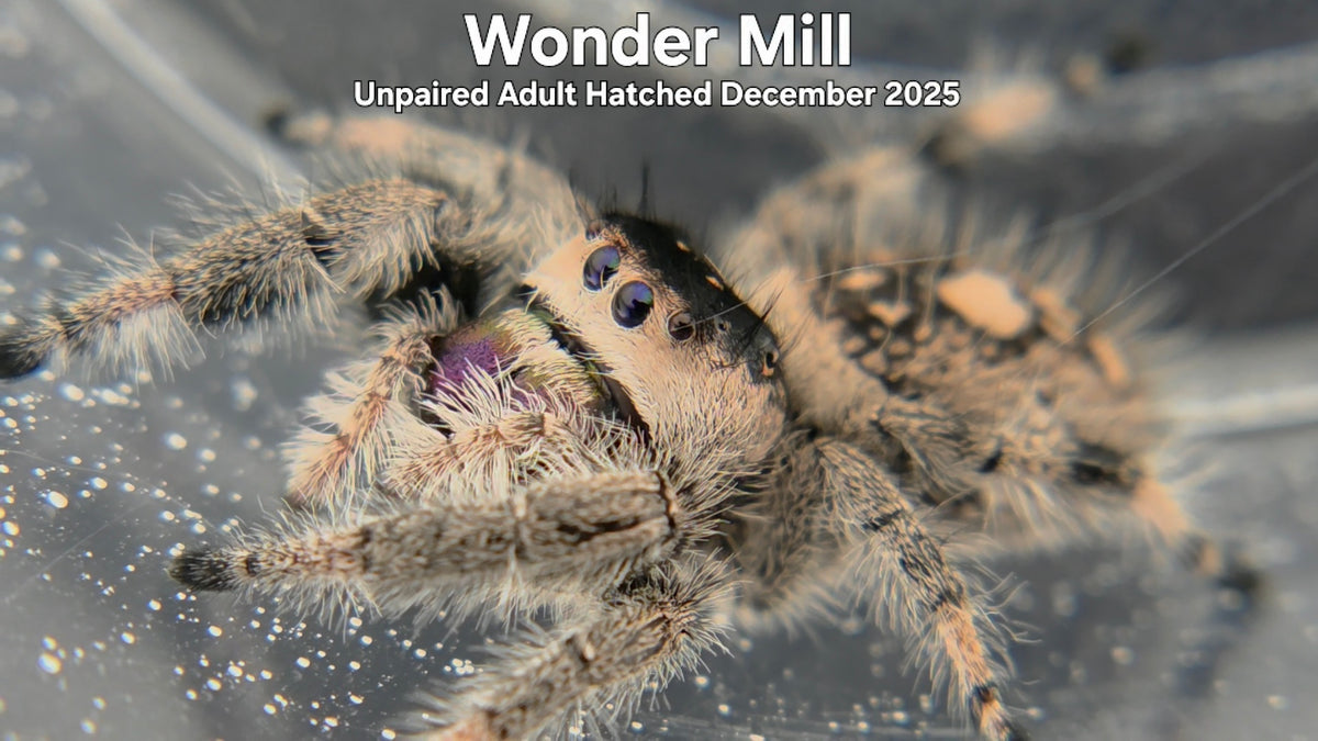 "Wonder Mill" Female Regal Jumping Spider (Phidippus regius) Unpaired Adult Hatched December 2025