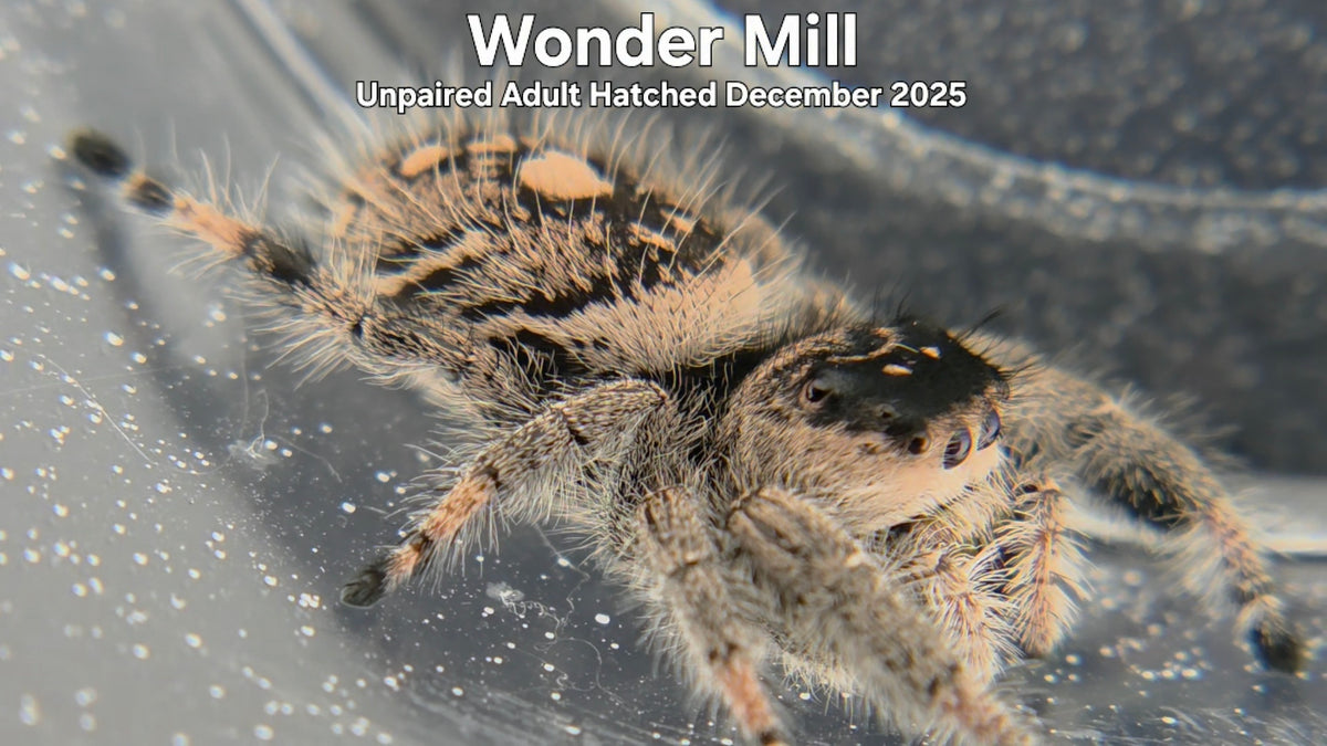 "Wonder Mill" Female Regal Jumping Spider (Phidippus regius) Unpaired Adult Hatched December 2025