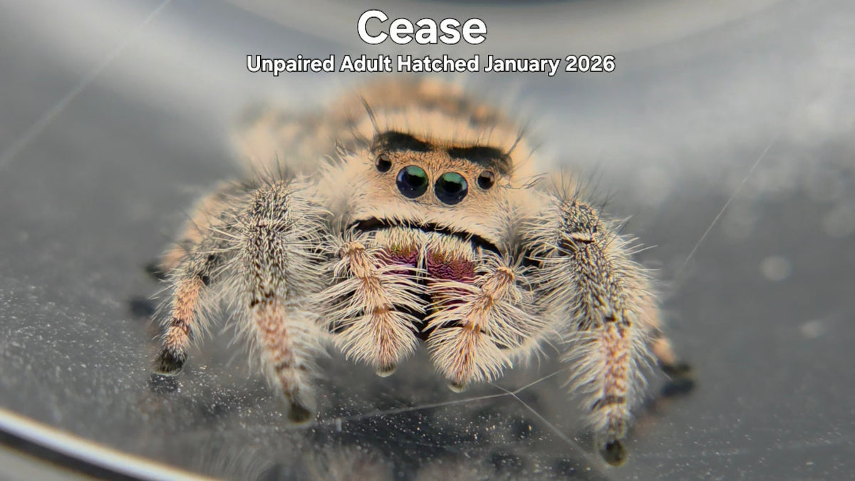 "Cease" Female Regal Jumping Spider (Phidippus regius) Unpaired Adult Hatched January 2026