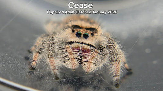 "Cease" Female Regal Jumping Spider (Phidippus regius) Unpaired Adult Hatched January 2026