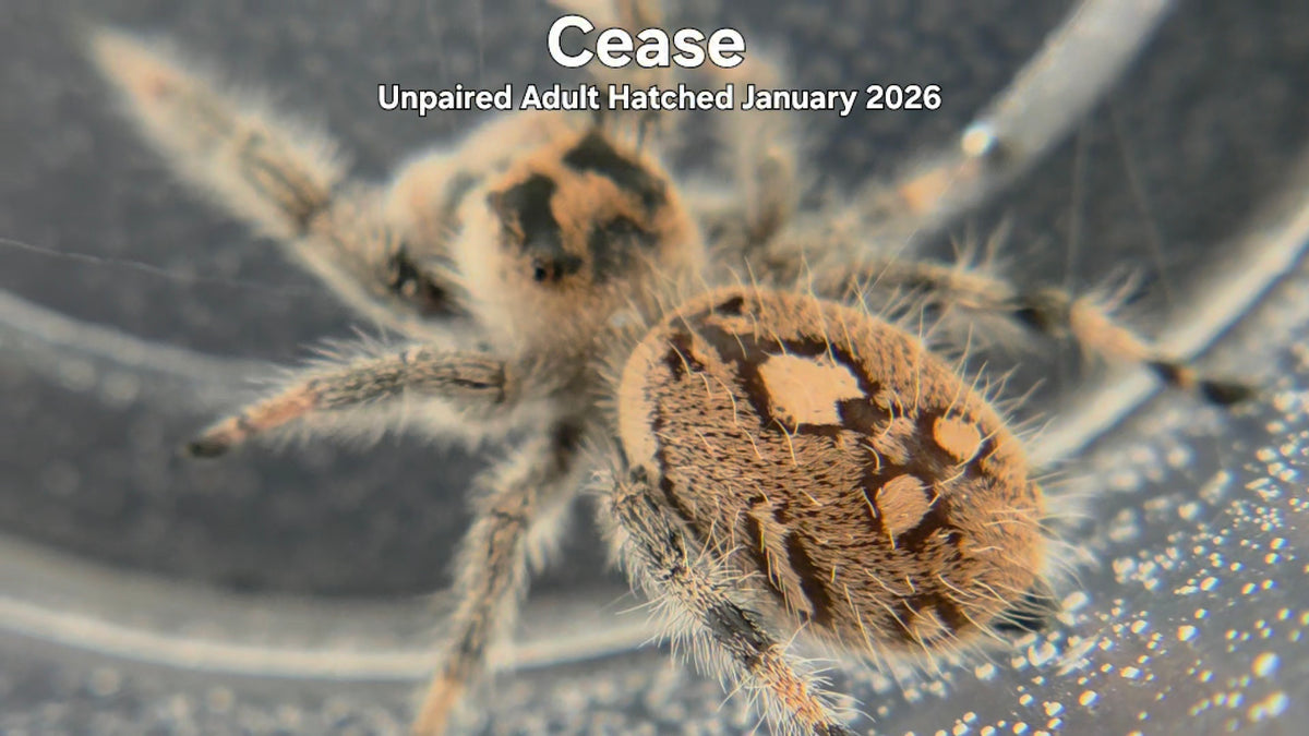 "Cease" Female Regal Jumping Spider (Phidippus regius) Unpaired Adult Hatched January 2026