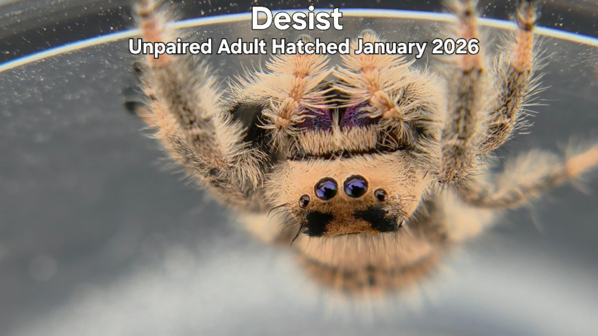 "Desist" Female Regal Jumping Spider (Phidippus regius) Unpaired Adult Hatched January 2026