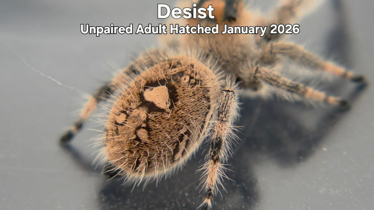"Desist" Female Regal Jumping Spider (Phidippus regius) Unpaired Adult Hatched January 2026