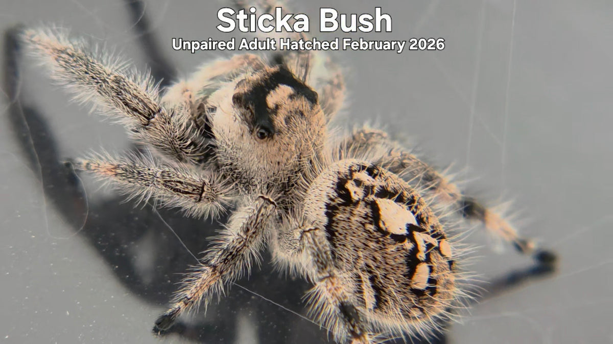 "Sticka Bush" Female Regal Jumping Spider (Phidippus regius) Unpaired Adult Hatched February 2026