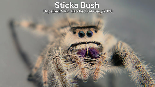 "Sticka Bush" Female Regal Jumping Spider (Phidippus regius) Unpaired Adult Hatched February 2026