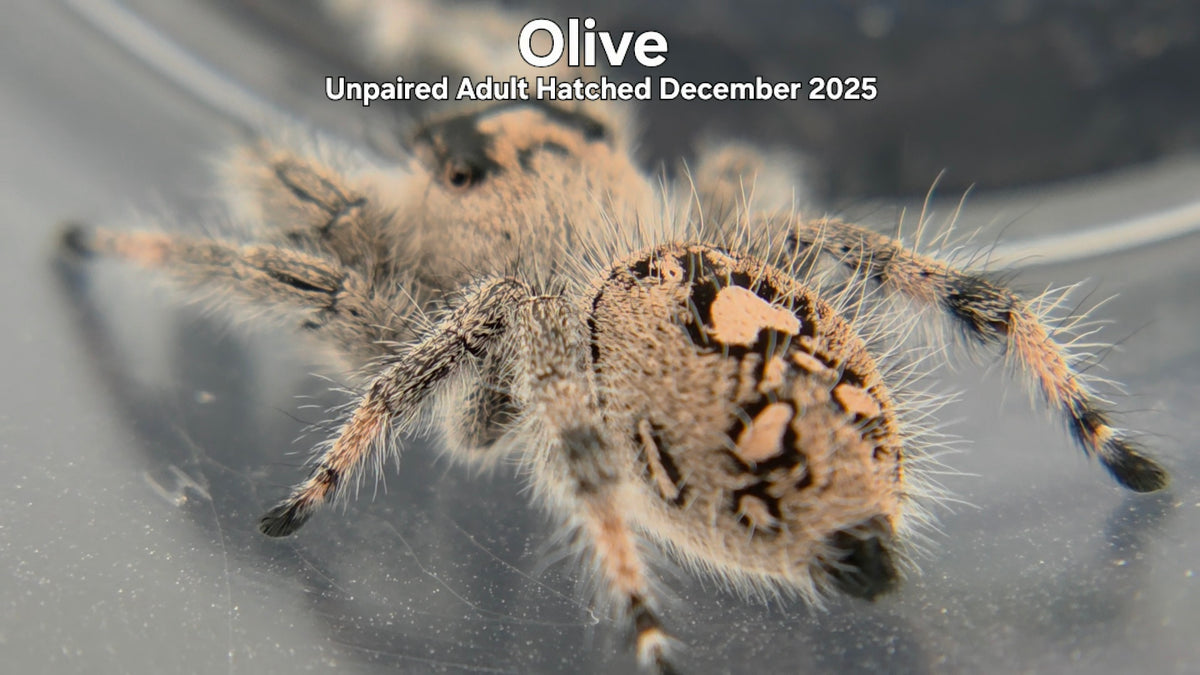 "Olive" Female Regal Jumping Spider (Phidippus regius) Unpaired Adult Hatched December 2025