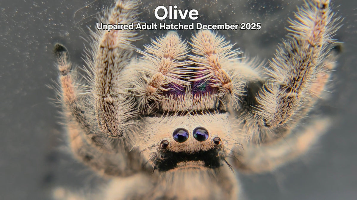 "Olive" Female Regal Jumping Spider (Phidippus regius) Unpaired Adult Hatched December 2025