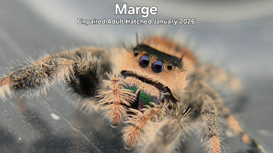 "Marge" Female Regal Jumping Spider (Phidippus regius) Unpaired Adult Hatched January 2026
