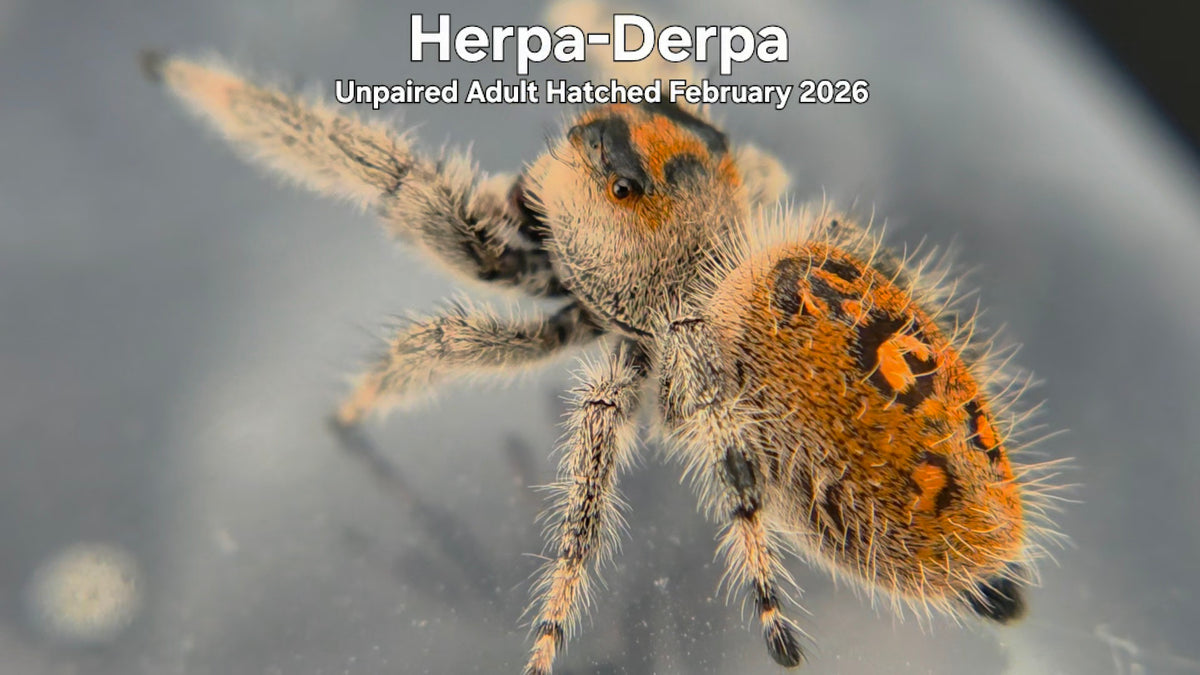 Herpa-Derpa Female Regal Jumping Spider (Phidippus regius) Unpaired Adult Hatched February 2026
