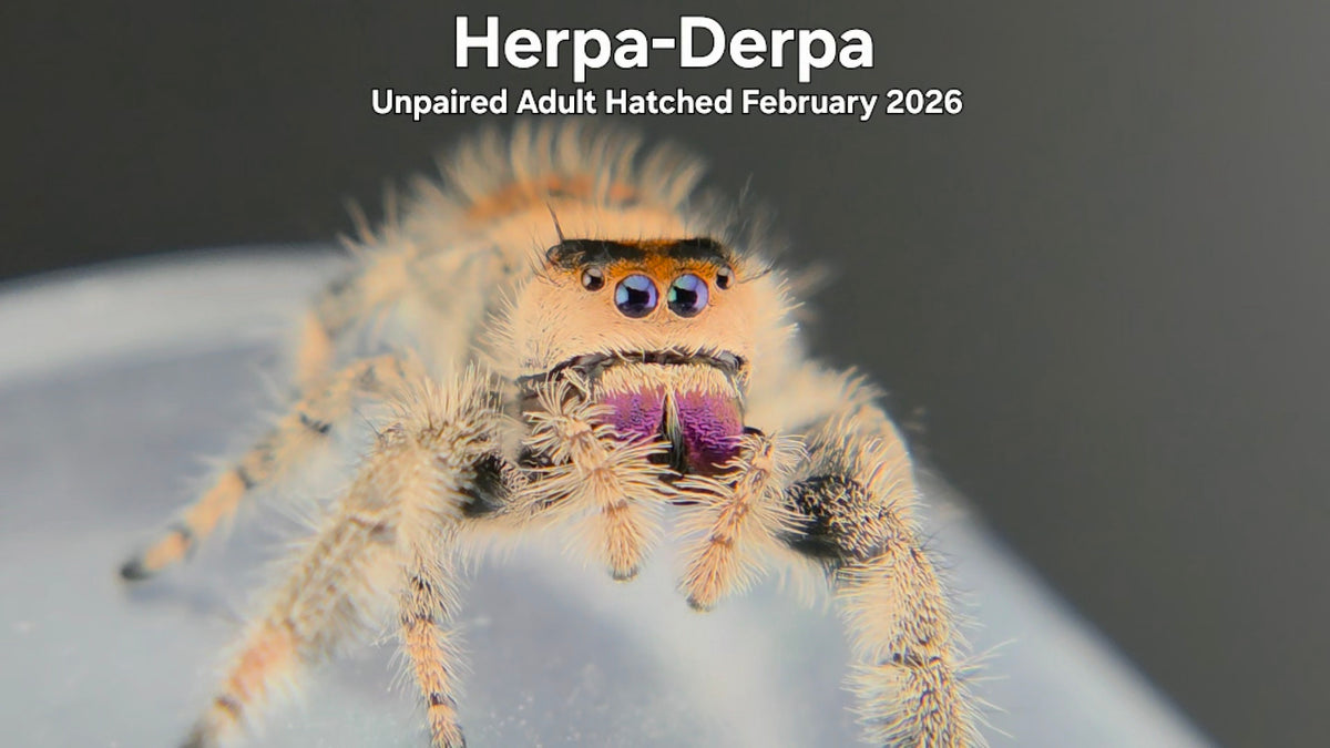 Herpa-Derpa Female Regal Jumping Spider (Phidippus regius) Unpaired Adult Hatched February 2026