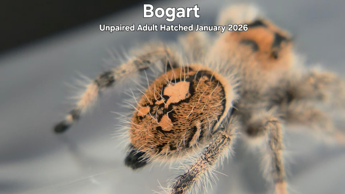 "Bogart" Female Regal Jumping Spider (Phidippus regius) Unpaired Adult Hatched January 2026