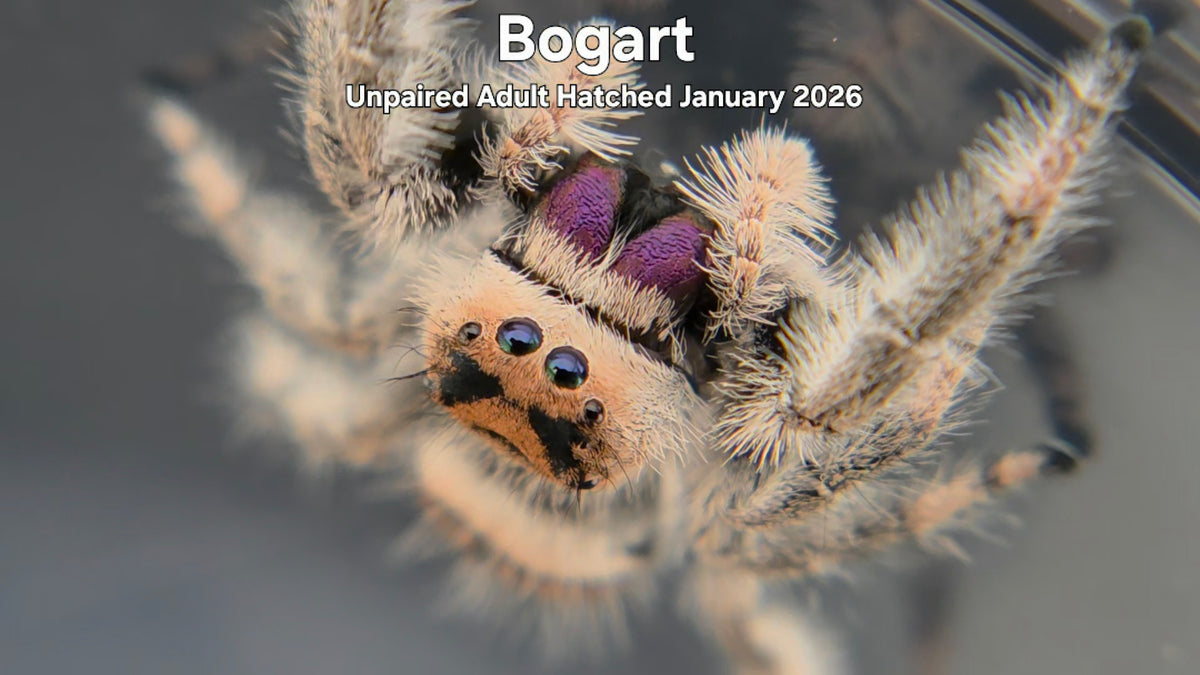 "Bogart" Female Regal Jumping Spider (Phidippus regius) Unpaired Adult Hatched January 2026