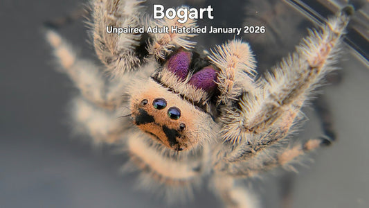 "Bogart" Female Regal Jumping Spider (Phidippus regius) Unpaired Adult Hatched January 2026