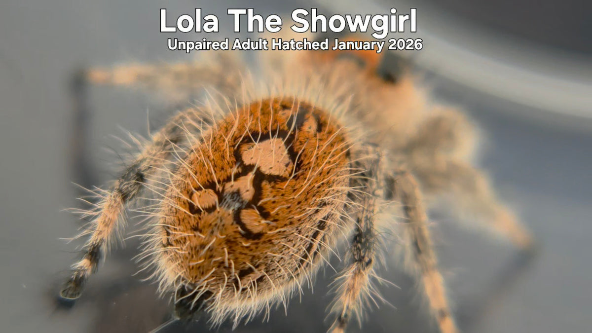 "Lola The Showgirl" Female Regal Jumping Spider (Phidippus regius) Unpaired Adult Hatched January 2026