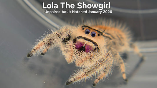 "Lola The Showgirl" Female Regal Jumping Spider (Phidippus regius) Unpaired Adult Hatched January 2026