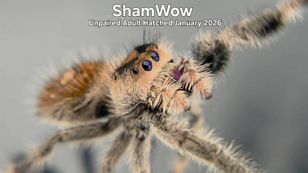 "ShamWow" Female Regal Jumping Spider (Phidippus regius) Unpaired Adult Hatched January 2026