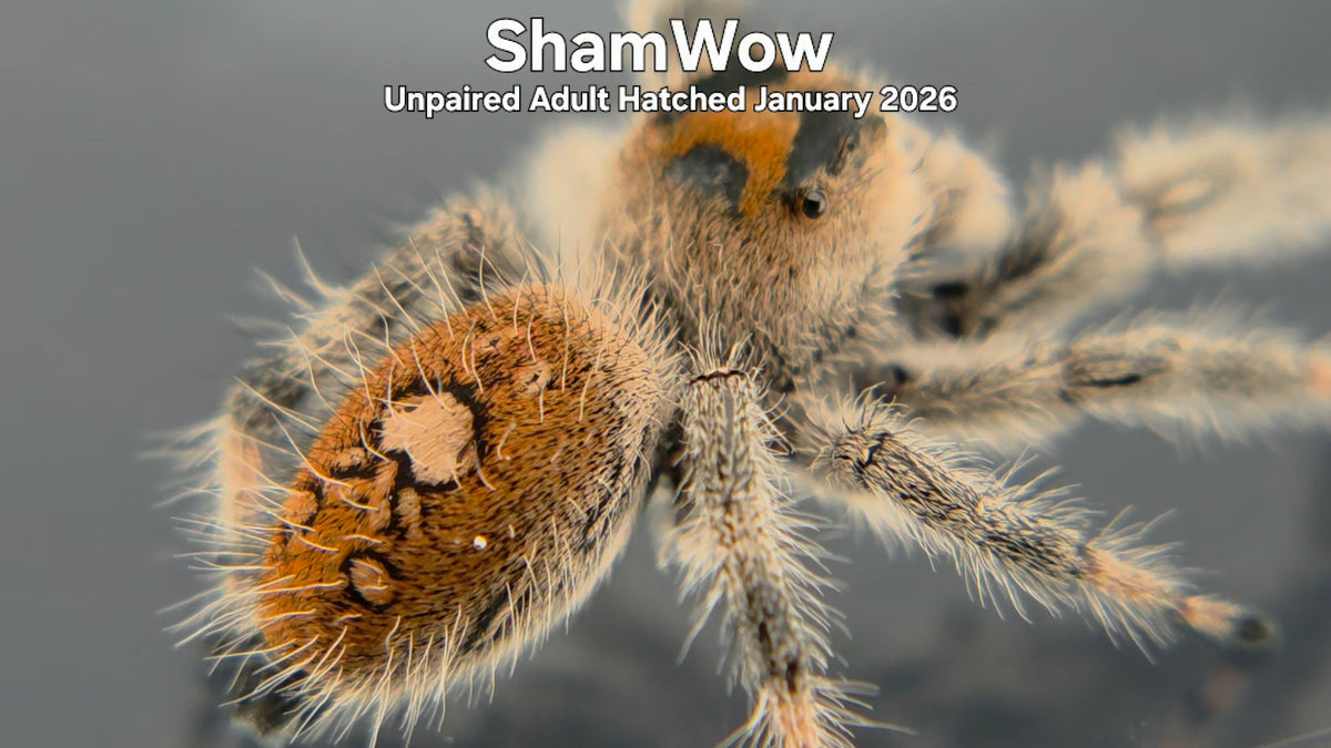 "ShamWow" Female Regal Jumping Spider (Phidippus regius) Unpaired Adult Hatched January 2026