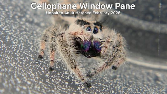 "Cellophane Window Pane" Female Regal Jumping Spider (Phidippus regius) Unpaired Adult Hatched February 2026