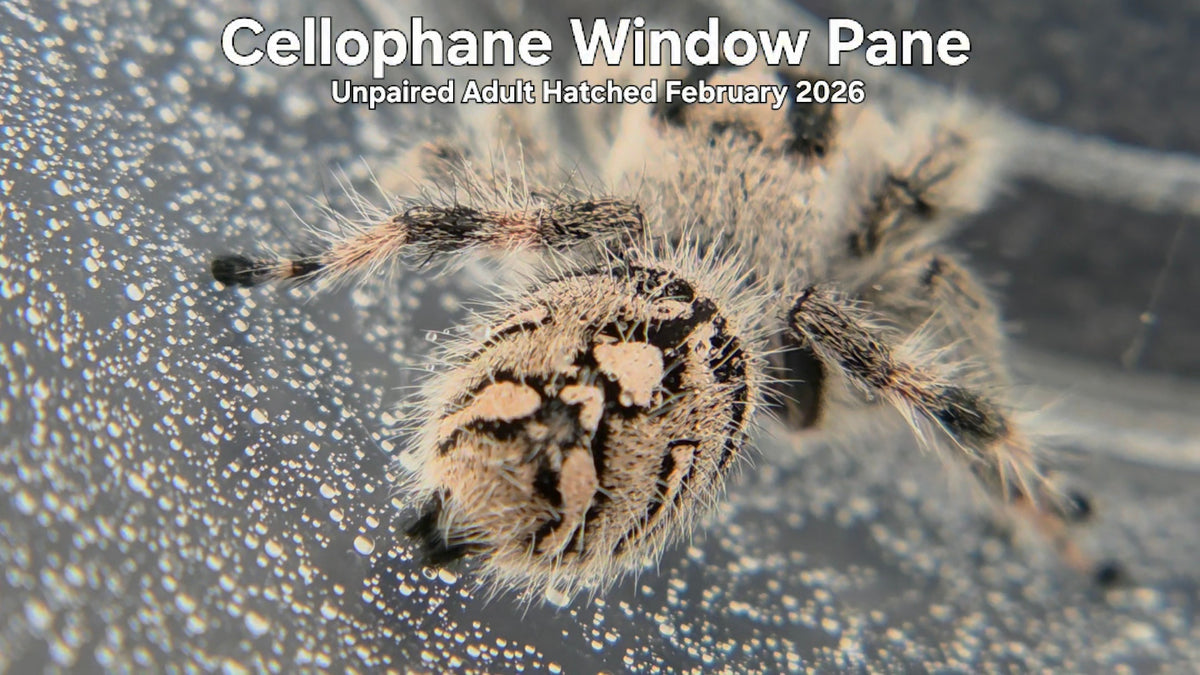 "Cellophane Window Pane" Female Regal Jumping Spider (Phidippus regius) Unpaired Adult Hatched February 2026