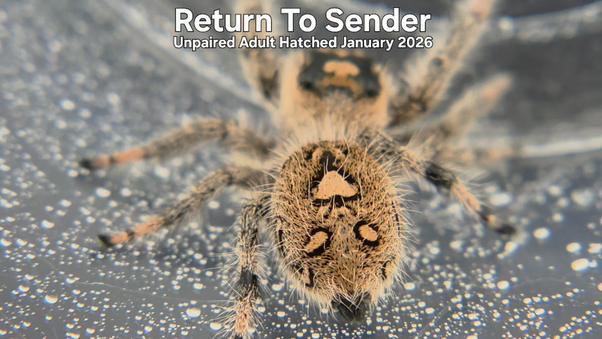 "Return To Sender" Female Regal Jumping Spider (Phidippus regius) Unpaired Adult Hatched January 2026