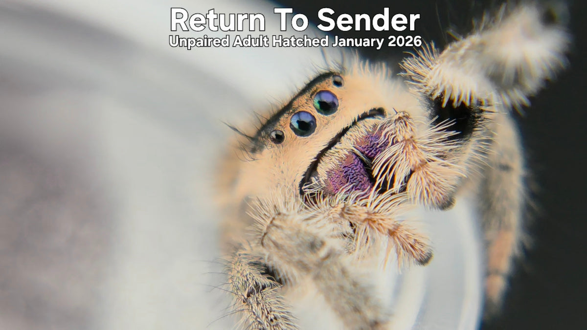 "Return To Sender" Female Regal Jumping Spider (Phidippus regius) Unpaired Adult Hatched January 2026