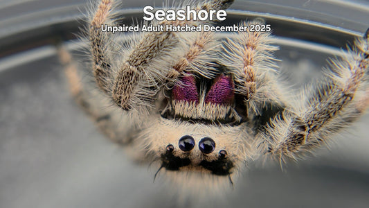 "Seashore" Female Regal Jumping Spider (Phidippus regius) Unpaired Adult Hatched December 2025
