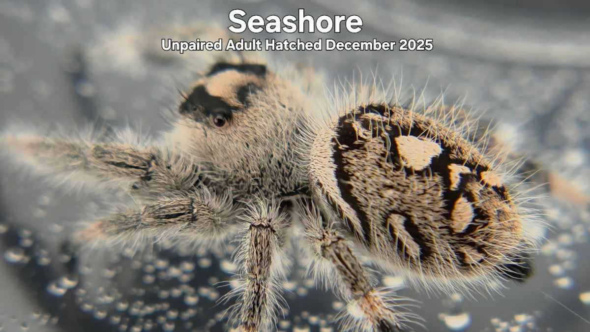 "Seashore" Female Regal Jumping Spider (Phidippus regius) Unpaired Adult Hatched December 2025