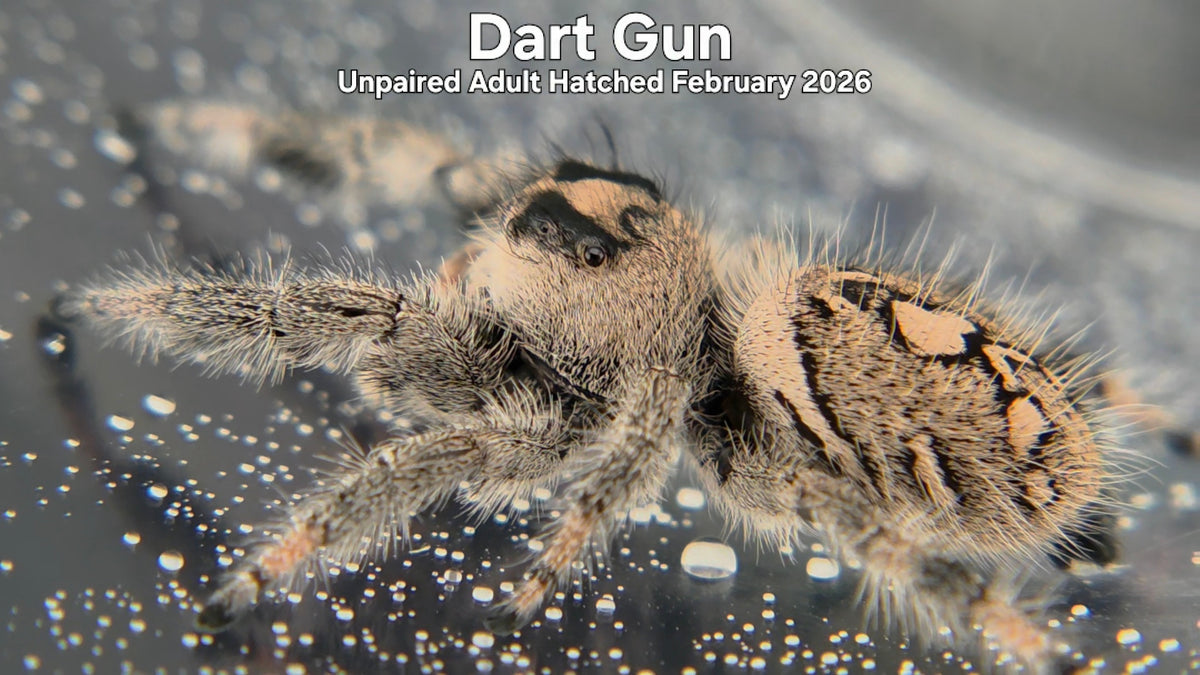 "Dart Gun" Female Regal Jumping Spider (Phidippus regius) Unpaired Adult Hatched February 2026
