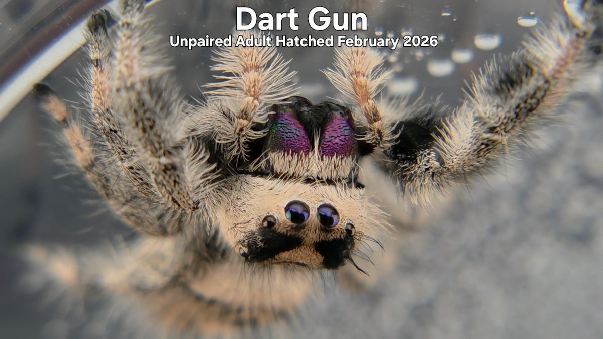 "Dart Gun" Female Regal Jumping Spider (Phidippus regius) Unpaired Adult Hatched February 2026