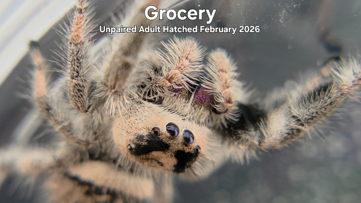 "Grocery" Female Regal Jumping Spider (Phidippus regius) Unpaired Adult Hatched February 2026