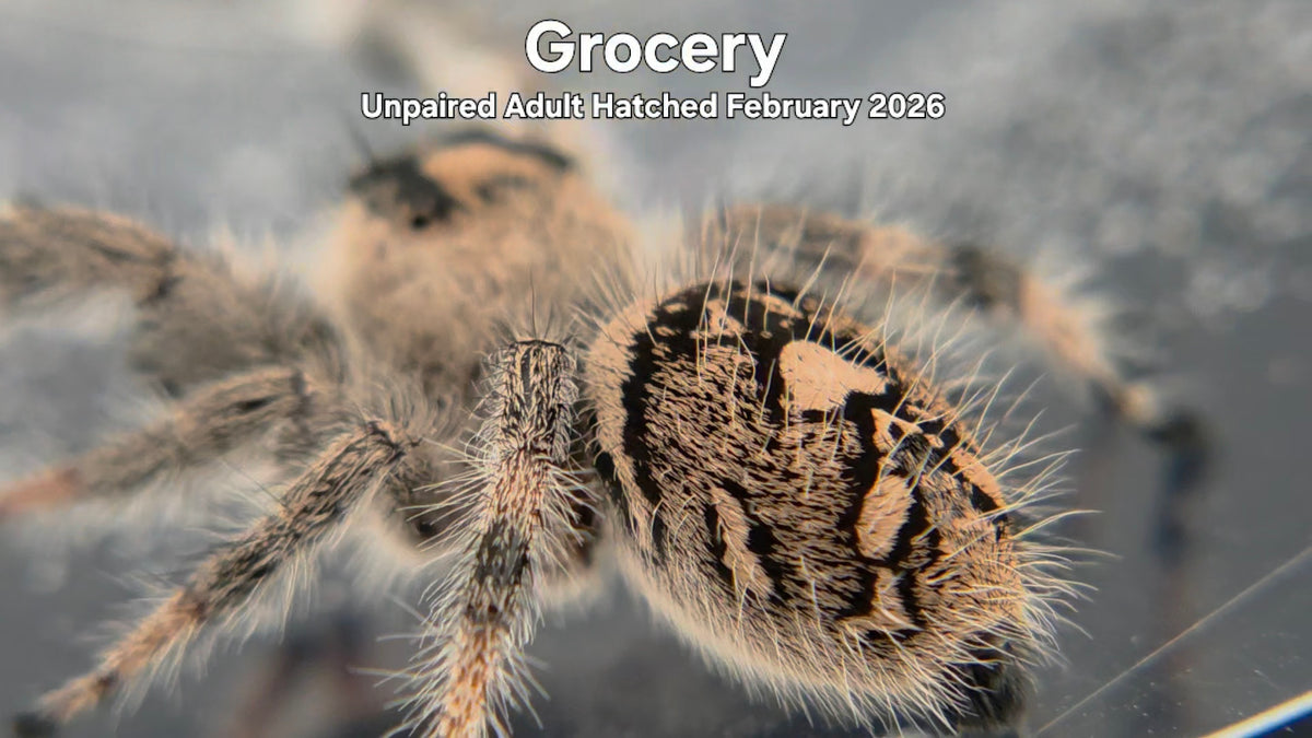 "Grocery" Female Regal Jumping Spider (Phidippus regius) Unpaired Adult Hatched February 2026