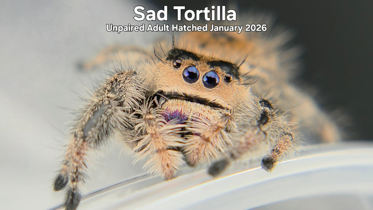 "Sad Tortilla" Female Regal Jumping Spider (Phidippus regius) Unpaired Adult Hatched January 2026