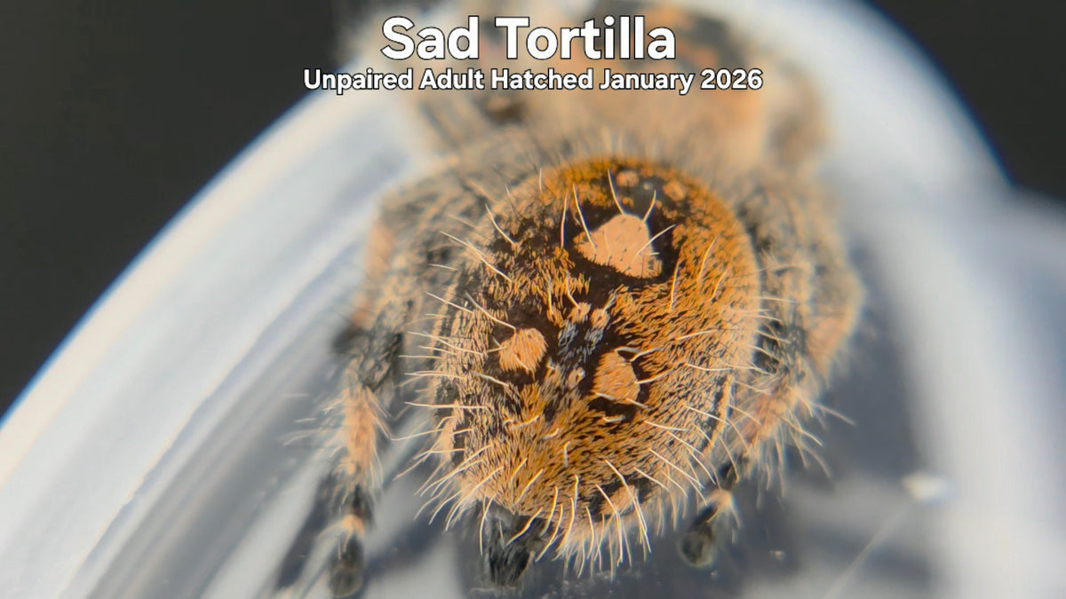 "Sad Tortilla" Female Regal Jumping Spider (Phidippus regius) Unpaired Adult Hatched January 2026