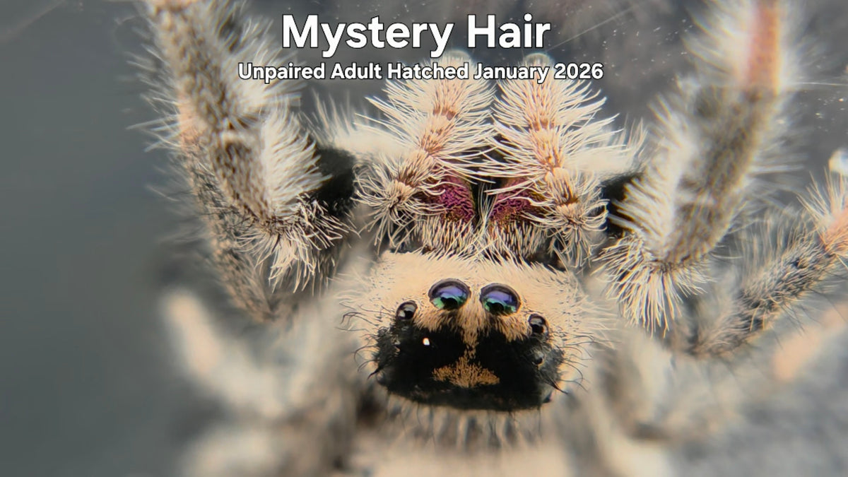 "Mystery Hair" Female Regal Jumping Spider (Phidippus regius) Unpaired Adult Hatched January 2026