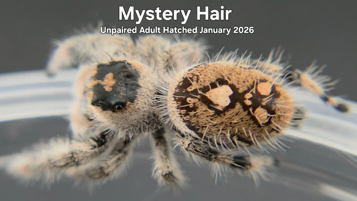 "Mystery Hair" Female Regal Jumping Spider (Phidippus regius) Unpaired Adult Hatched January 2026