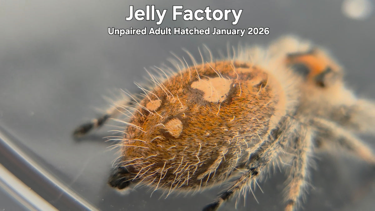 "Jelly Factory" Female Regal Jumping Spider (Phidippus regius) Unpaired Adult Hatched January 2026
