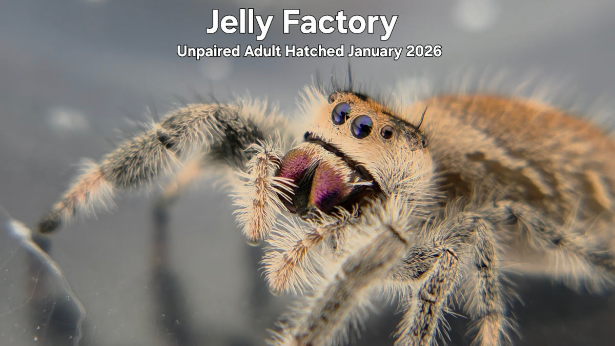 "Jelly Factory" Female Regal Jumping Spider (Phidippus regius) Unpaired Adult Hatched January 2026