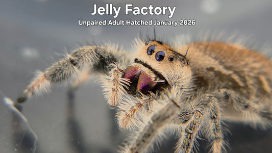 "Jelly Factory" Female Regal Jumping Spider (Phidippus regius) Unpaired Adult Hatched January 2026